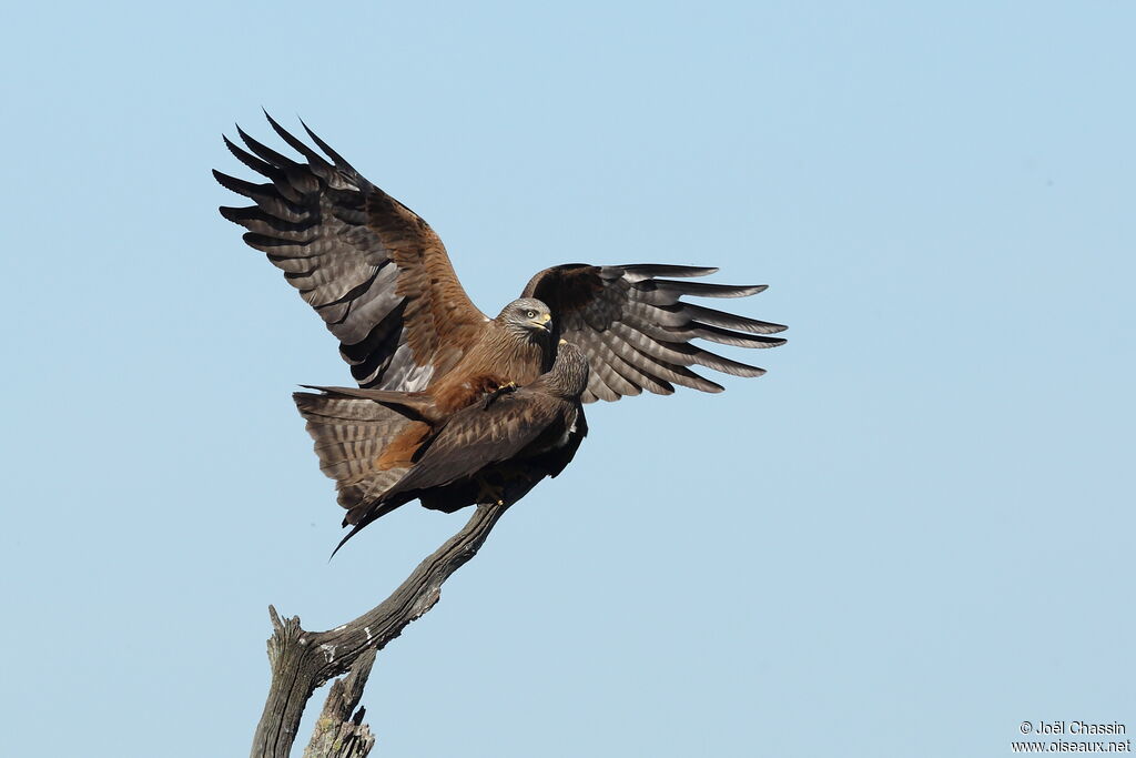 Black Kiteadult, mating.