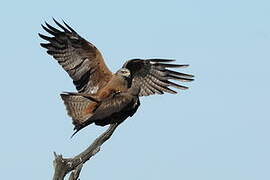 Black Kite