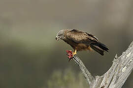 Black Kite