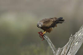 Black Kite