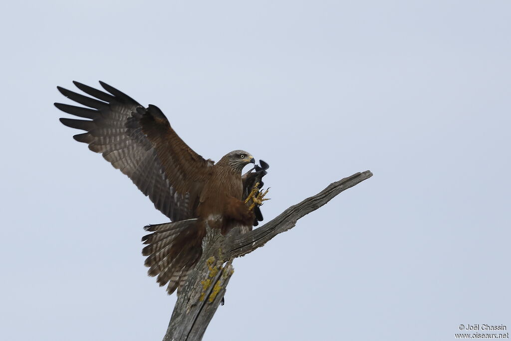 Black Kiteadult, identification