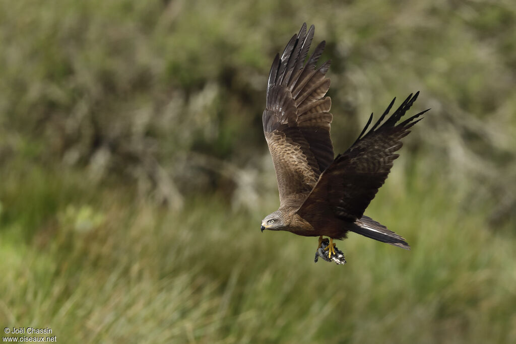 Black Kiteadult, Flight