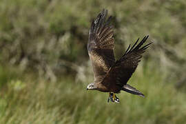 Black Kite