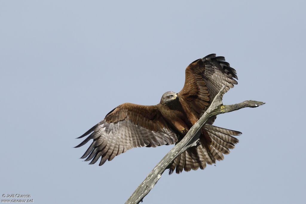 Black Kiteadult, Flight