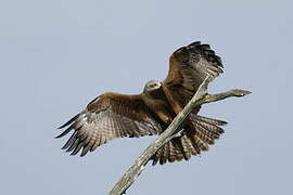 Black Kite