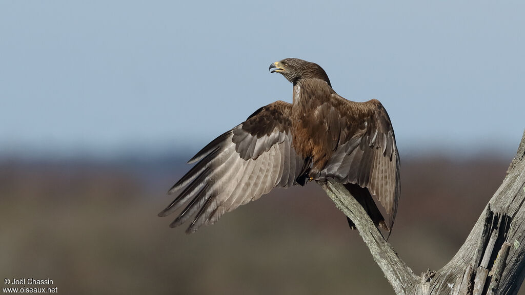 Black Kiteadult, identification