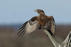 Black Kite