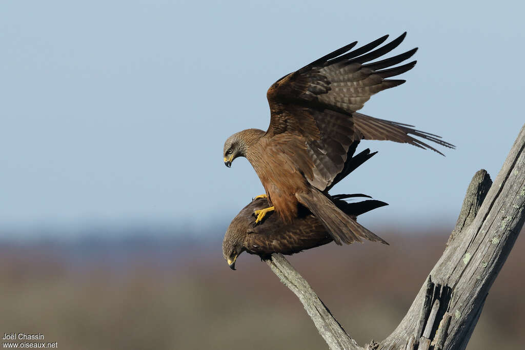 Black Kiteadult, mating.