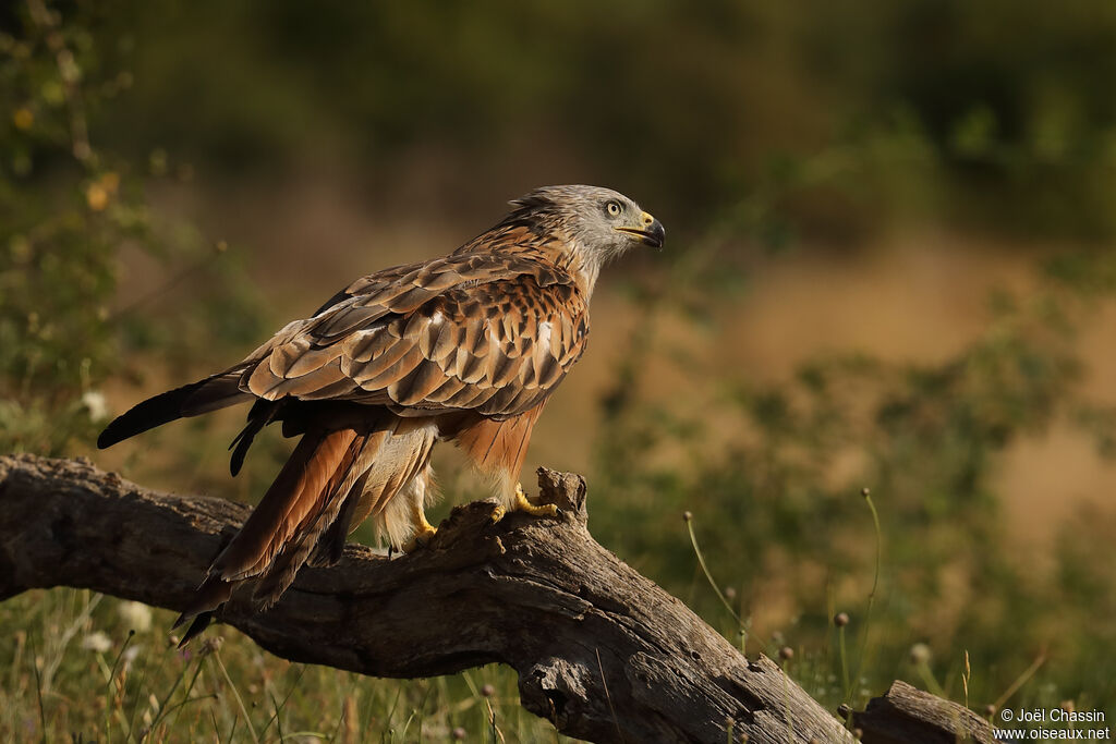 Red Kite, identification