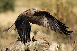 Red Kite