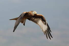 Red Kite