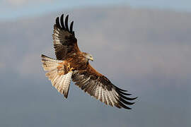 Red Kite