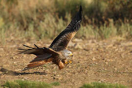 Red Kite