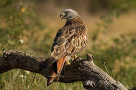 Red Kite