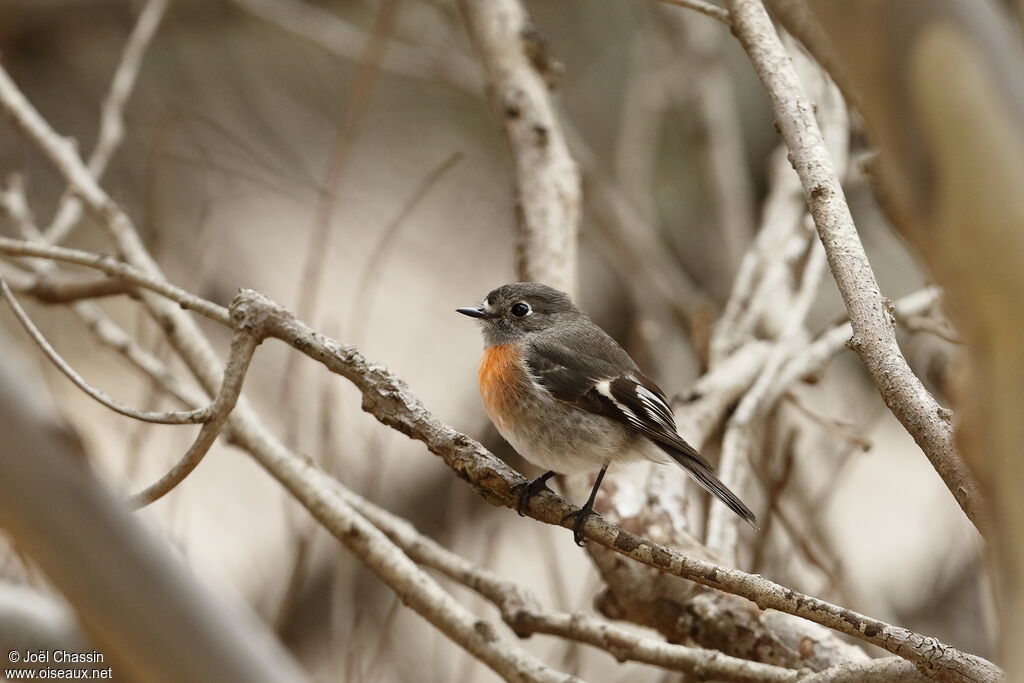 Flame Robin, identification