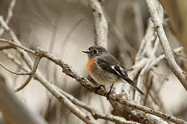 Flame Robin