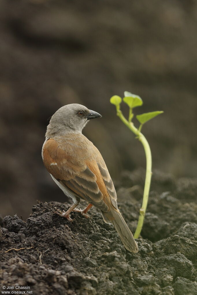 Moineau gris, identification