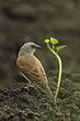 Moineau gris