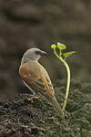 Moineau gris