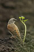 Moineau gris