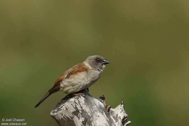 Northern Grey-headed Sparrow, identification