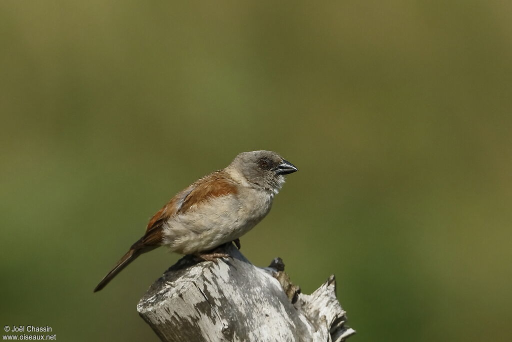 Moineau gris, identification