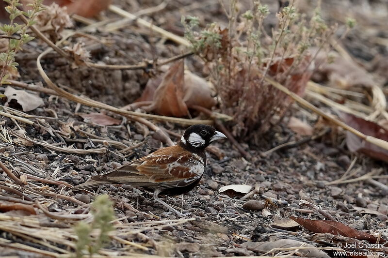 Chestnut-backed Sparrow-Lark, identification