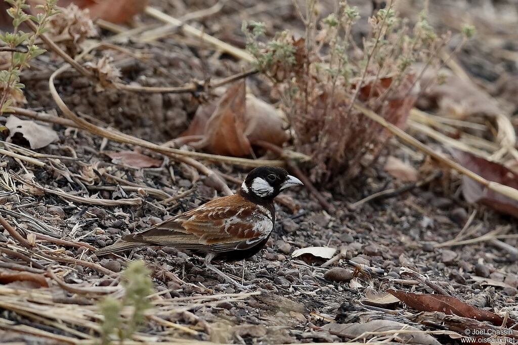 Chestnut-backed Sparrow-Lark, identification