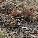 Moinelette à oreillons blancs