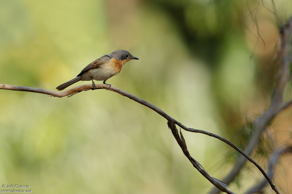 Broad-billed Flycatcher, identification