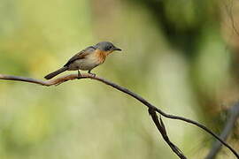 Broad-billed Flycatcher