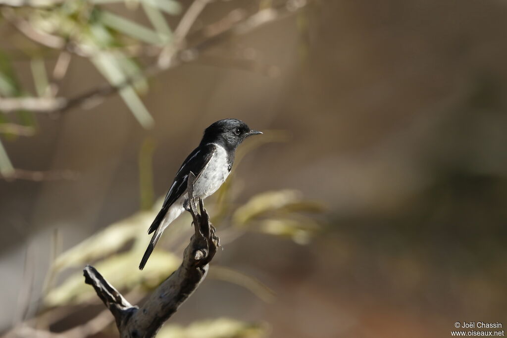 Satin Flycatcher, identification