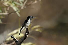 Satin Flycatcher