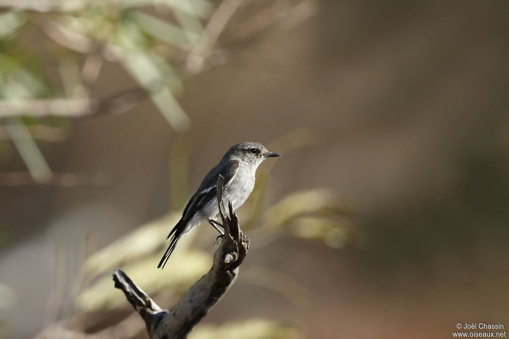 Satin Flycatcher, identification