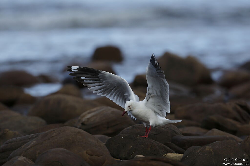 Silver Gull, identification