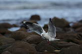 Mouette argentée