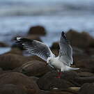 Mouette argentée