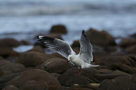 Silver Gull