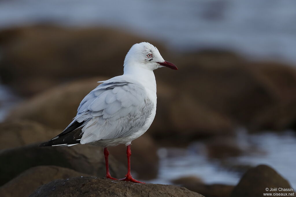 Mouette argentée, identification