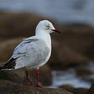 Mouette argentée
