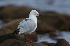 Mouette argentée