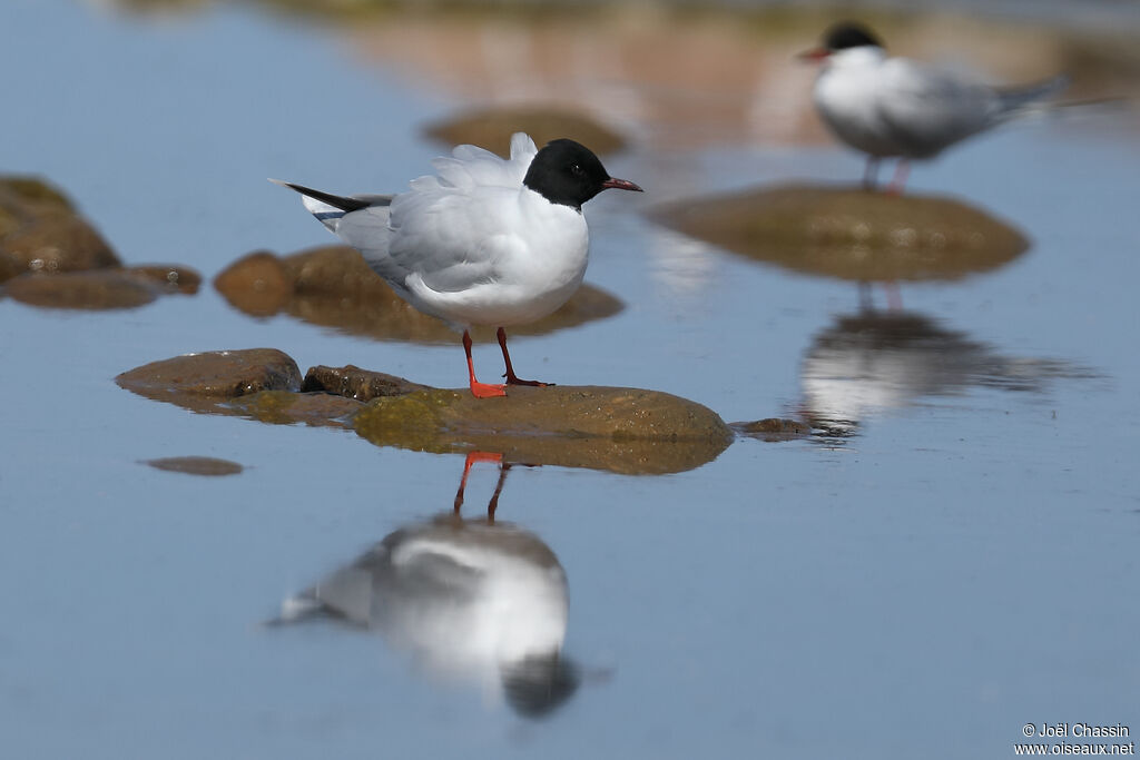 Little Gull