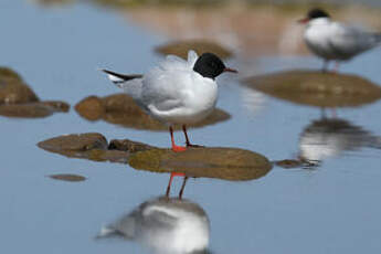 Mouette pygmée