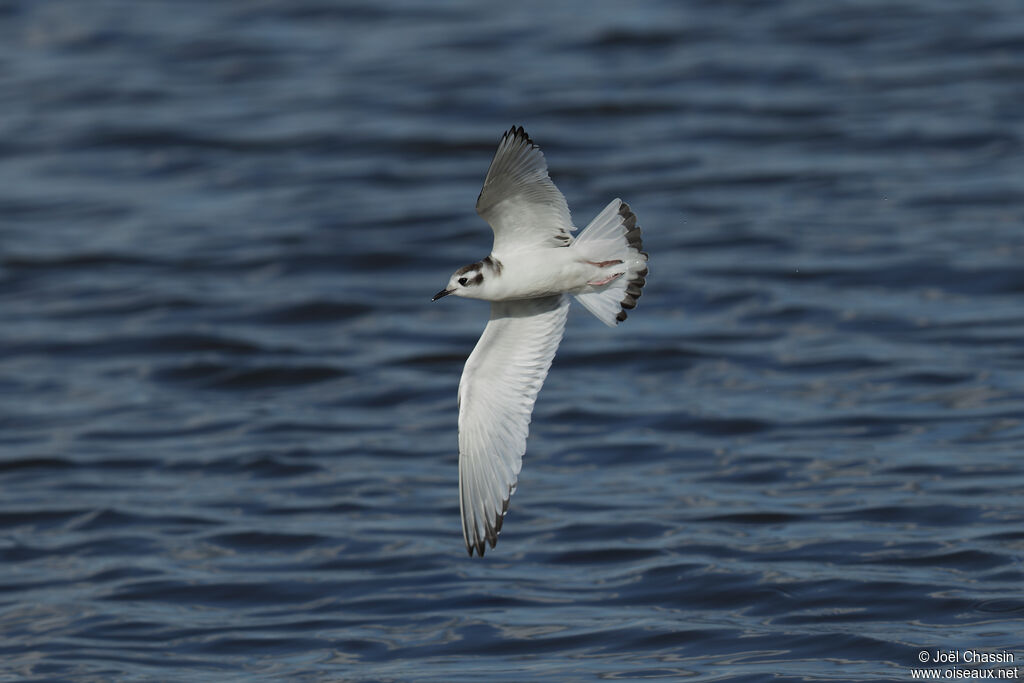 Mouette pygmée