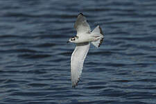 Mouette pygmée