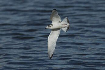 Mouette pygmée