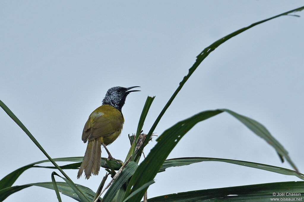 Noircap loriot, identification