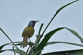 Oriole Warbler