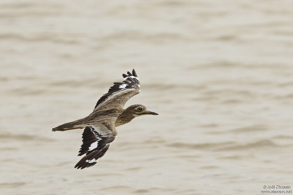 Senegal Thick-knee, Flight