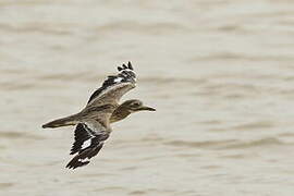 Senegal Thick-knee